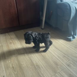 Girl 1 - Miniature Schnauzer puppy in Lucasville, Ohio from V. Brukenthal Miniature Schnauzers