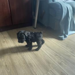 Girl 1 - Miniature Schnauzer puppy in Lucasville, Ohio from V. Brukenthal Miniature Schnauzers