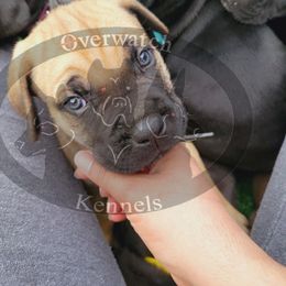 Cane Corso Puppies from Overwatch Kennels