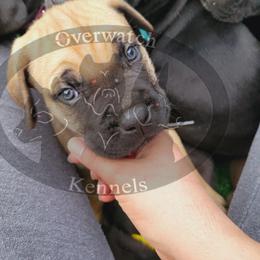 Cane Corso Puppies from Overwatch Kennels