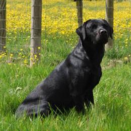 Max - Labrador Retriever