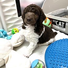 Poodle Puppies from Apricity Poodles
