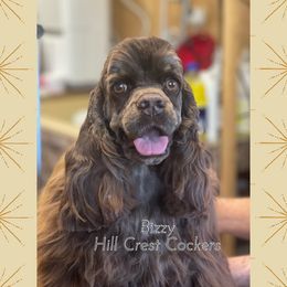 Bizzy - Cocker Spaniel