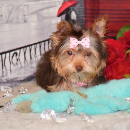 Yorkshire Terrier Puppies from Tiffany’s Colorful Yorkies