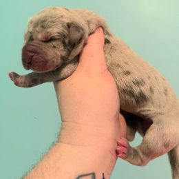 Hazel - Merle female Great Dane puppy in Bay Shore, New York from Gentle Giant Companions