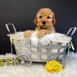 Olive - Apricot Goldendoodle puppy in La Belle, Missouri from I Dream of Doodles