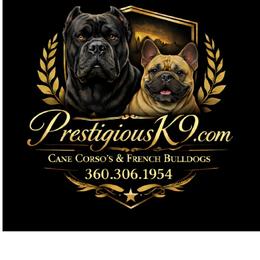 PrestigiousK9 - Tricolors female French Bulldog puppy in Nashville, Tennessee from PrestigiousK9