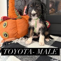 Boy 2 - male Bernedoodle puppy in Apple Valley, California from Doodle Dealers