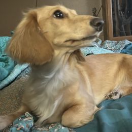 Ginger - Dachshund