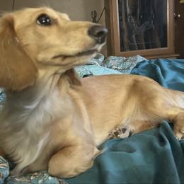 Ginger - Dachshund