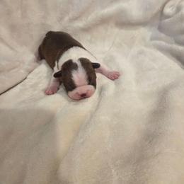 Peanut - Red male Boston Terrier puppy in Calhoun City, Mississippi from Byrd's Beautiful Bostons