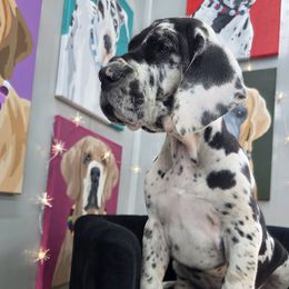 Debbie - Harlequin female Great Dane puppy in Granby, Missouri from HCR Great Danes