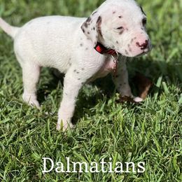 Dalmatian Puppies from Louisiana Roux Dalmatians