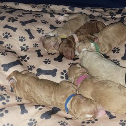 French Bulldog and Goldendoodle Puppies from Good Vibes Puppies