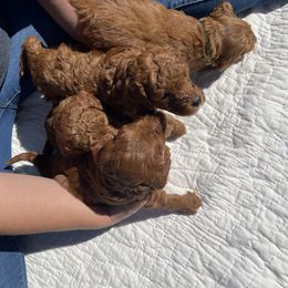 Goldendoodle Puppies from Teddy Doods