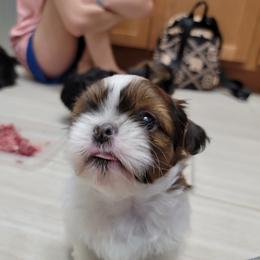 Shih Tzu Puppies from Chimera Shih Tzu