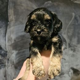 Beau - Black and tan male Cavapoo puppy in Underwood, Minnesota from Tru Cuddle Pups