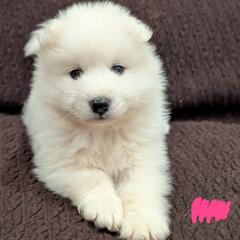 AKC Girl 'Taro' - White female Samoyed puppy in Tombstone, Arizona from High Lonesome