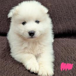 AKC Girl 'Taro' - White female Samoyed puppy in Tombstone, Arizona from High Lonesome
