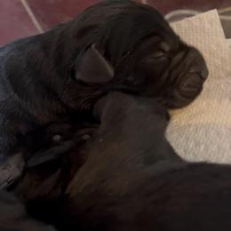 Nutter Butter - Black female Giant Schnauzer puppy in Tabernash, Colorado from Schnauzer Paw Homestead