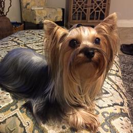 Drizzy - Yorkshire Terrier