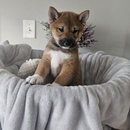 Shiba Inu Puppies from Shiba Shenanigans