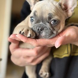 Mavis - Blue fawn female French Bulldog puppy in Bolivar, Missouri from BuschBabyBulldogs