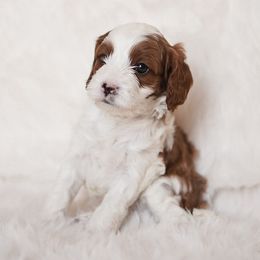 Tucson - Blenheim male Cavapoo puppy in Blanding, Utah from Card’s Cavaliers