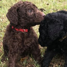 Goldendoodles from Blooming Doodles