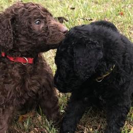 Goldendoodles from Blooming Doodles