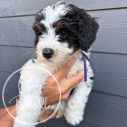 Purple - Tri-color female Bernedoodle puppy in Rockwall, Texas from Glory Doodles