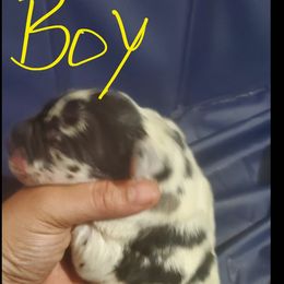 Great Dane Puppies from Titans Legacy Danes