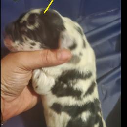 Great Dane Puppies from Titans Legacy Danes