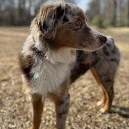 Robin - Miniature Australian Shepherd
