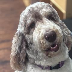 Newfypoos from Diaz Family Acres Doodles