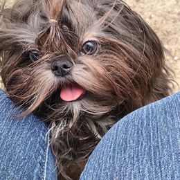 Ivy - Shih Tzu