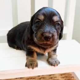 Violet - Black and cream female Dachshund puppy in Sylvania, Alabama from Yancey’s Doxies