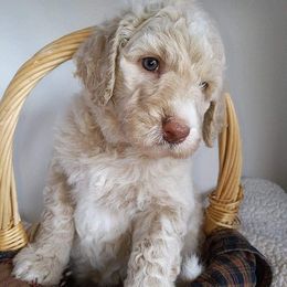Labradoodle, Goldendoodle, and Bernedoodle Puppies from Riverhouse Doodles