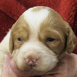 Missi girl 5 - Orange and white female Brittany puppy in Floyd Knobs, Indiana from Cross Creek Brittanys