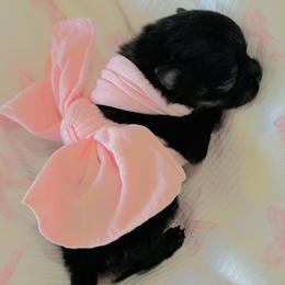 Lexie - Black and tan female Pomeranian puppy in Lyons, Georgia from Its a Poms Life Kennel
