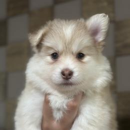 Lola - Red and white female Pomsky puppy in Buena Park, California from H & H Pomskies