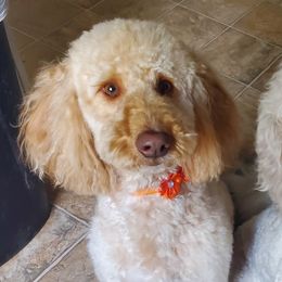 Savannah - Goldendoodle