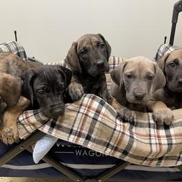 Great Dane Puppies from Starlight Danes
