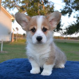 Grand Slam - Red male Pembroke Welsh Corgi puppy in Edna, Texas from MG Corgis