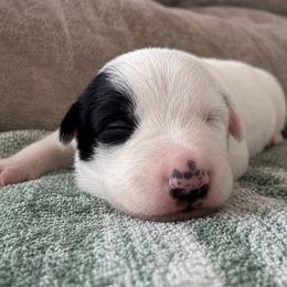 Hazel - Female - Black and white female Border Collie puppy in Avery, Texas from Willa Creek Border Collies