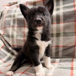 Capri - female Nenets Herding Laika puppy in Rockville, Maryland from Skais the Limit