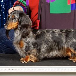 Dachshund Puppies from Wildwynn Dachshunds