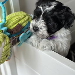 Havanese Puppies from PNW Havanese