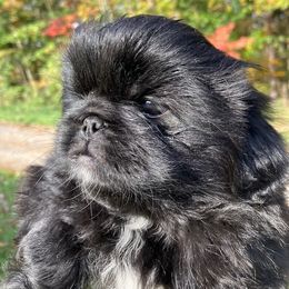 Pekingese Puppies from Triple I Pekes