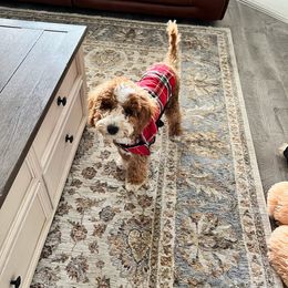 Bernedoodle and Goldendoodle All Grown Up from Doodles of North Tx